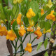 Yellow Bell (Желтый Колокольчик)