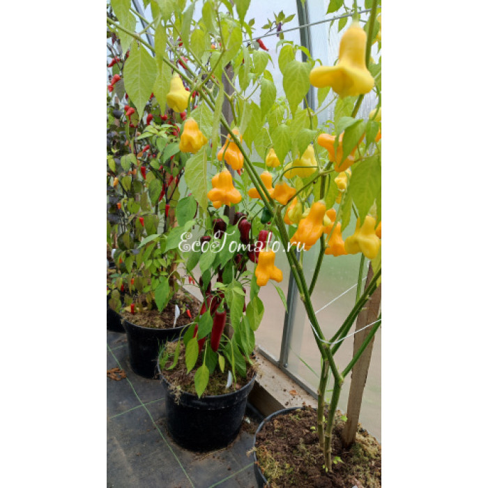 Yellow Bell (Желтый Колокольчик)