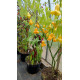 Yellow Bell (Желтый Колокольчик)