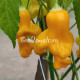 Yellow Bell (Желтый Колокольчик)