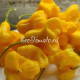 Yellow Bell (Желтый Колокольчик)