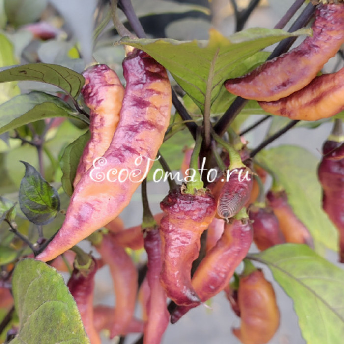 Fantomas Multicolor (Фантомас Мультиколор)