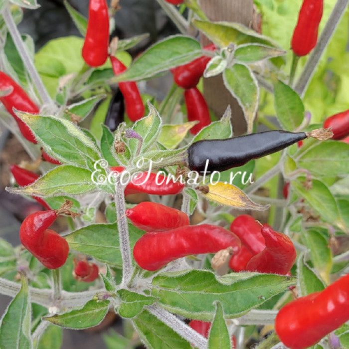 Indonesian x Goat's Weed (Крест Индонезийского и Гоатс Вид)