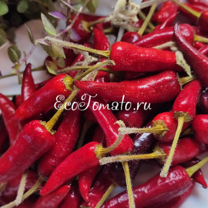 Indonesian x Goat's Weed (Крест Индонезийского и Гоатс Вид)