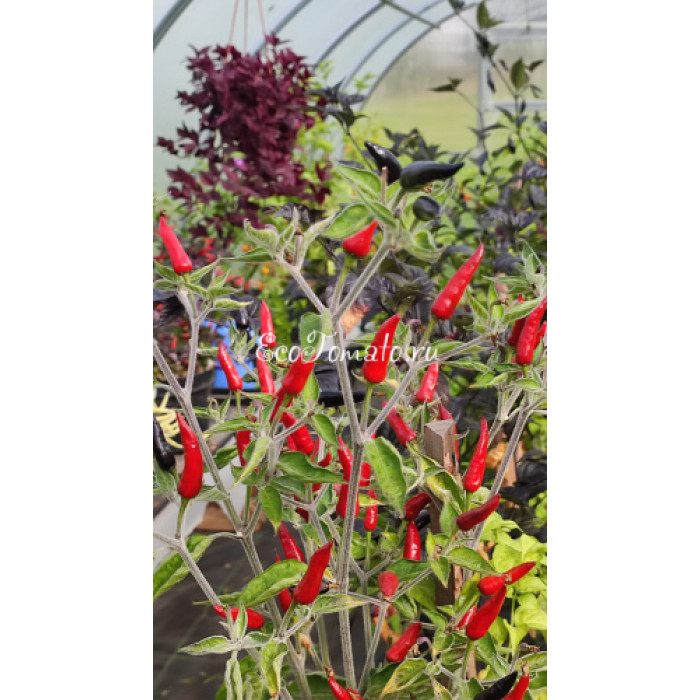 Indonesian x Goat's Weed (Крест Индонезийского и Гоатс Вид)