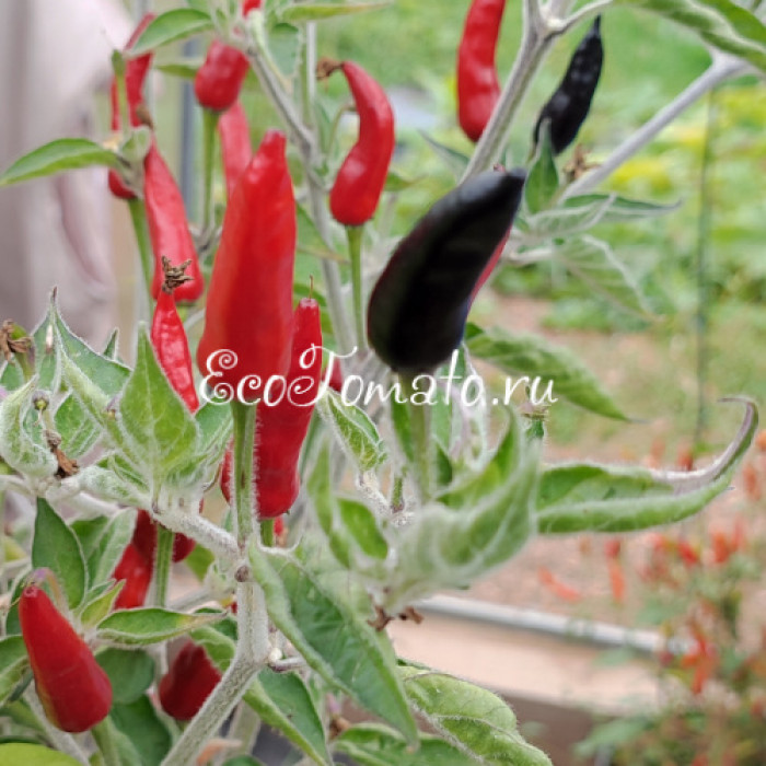 Indonesian x Goat's Weed (Крест Индонезийского и Гоатс Вид)