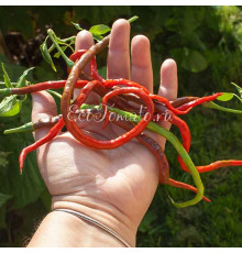 Thunder Mountain Longhorn (Молниеносный горный длиннорог)