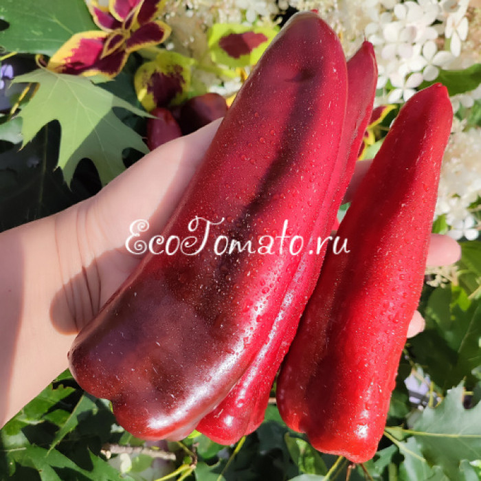 Dulce Italiano (Итальянский Сладкий)