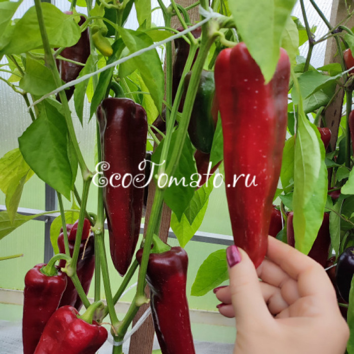 Dulce Italiano (Итальянский Сладкий)