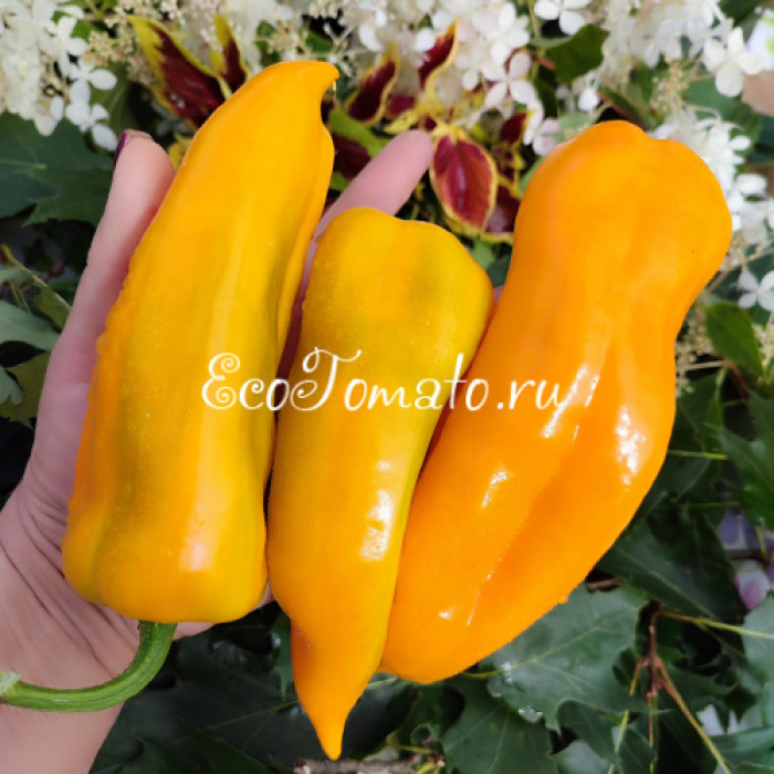 Escamillo (Эскамилло)