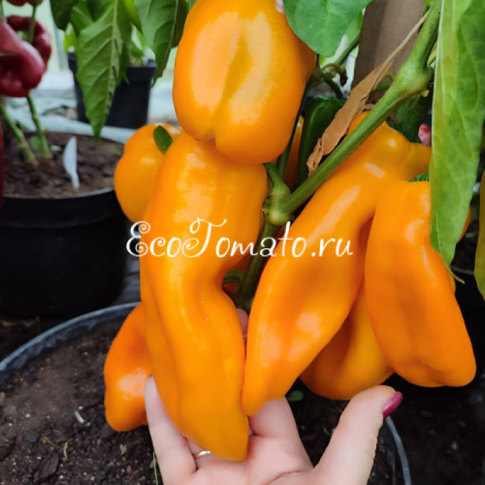 Escamillo (Эскамилло)
