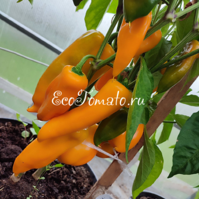 Escamillo (Эскамилло)
