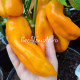 Escamillo (Эскамилло)