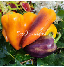 Rainbow Sun (Радужное солнце)