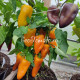 Rainbow Sun (Радужное солнце)