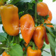 Rainbow Sun (Радужное солнце)