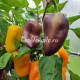Rainbow Sun (Радужное солнце)