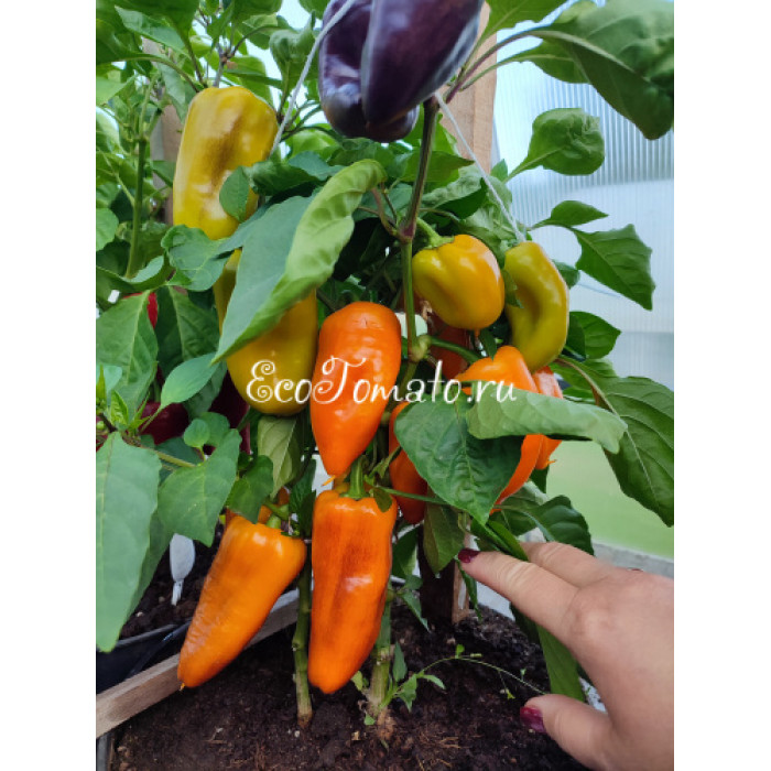 Rainbow Sun (Радужное солнце)