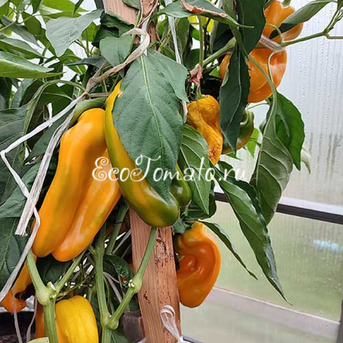 Yellow Monster (Желтый Монстр)