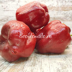 Багира Красная