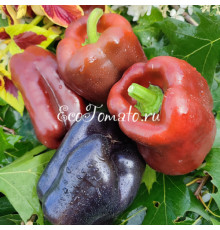 Багира Шоколадная