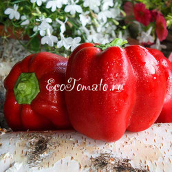 Большой Куш