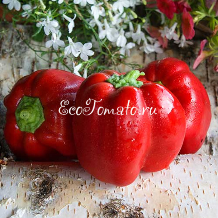 Большой Куш