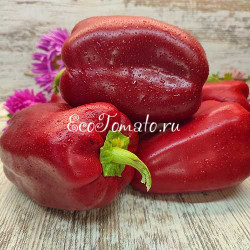 Бордовый Исполин (Burgundy Giant)