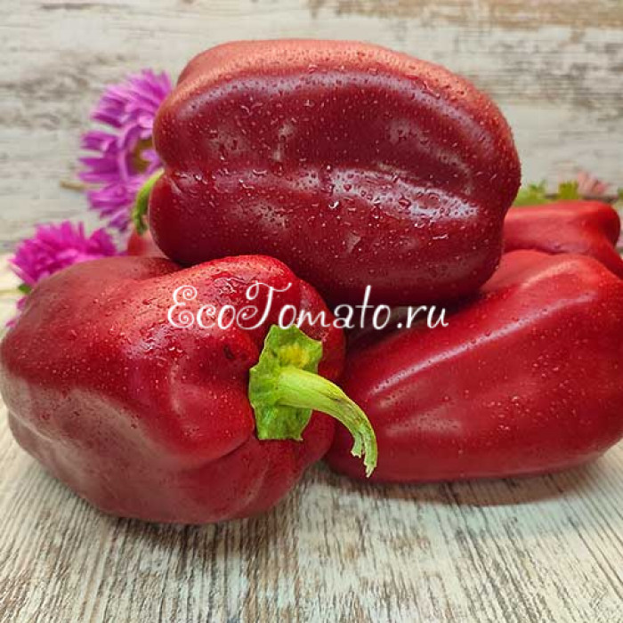 Бордовый Исполин (Burgundy Giant)