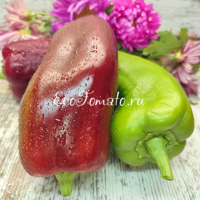 Бордовый Исполин (Burgundy Giant)