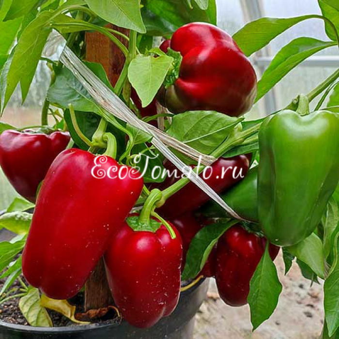 Бордовый Исполин (Burgundy Giant)