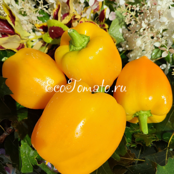 Galatea (Галатея)