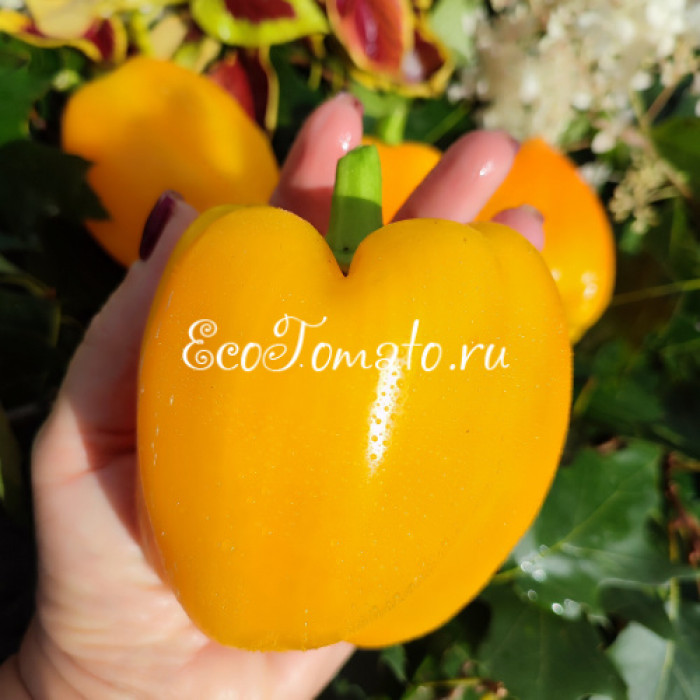 Galatea (Галатея)