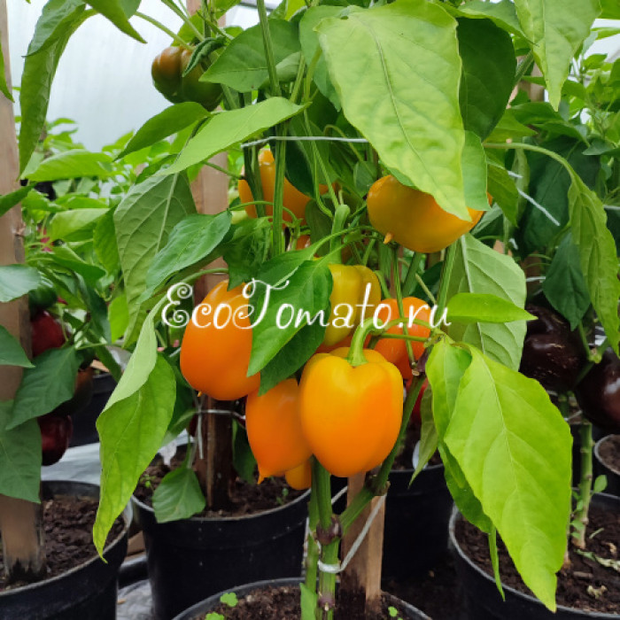 Galatea (Галатея)