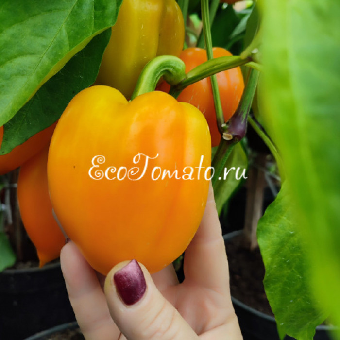 Galatea (Галатея)