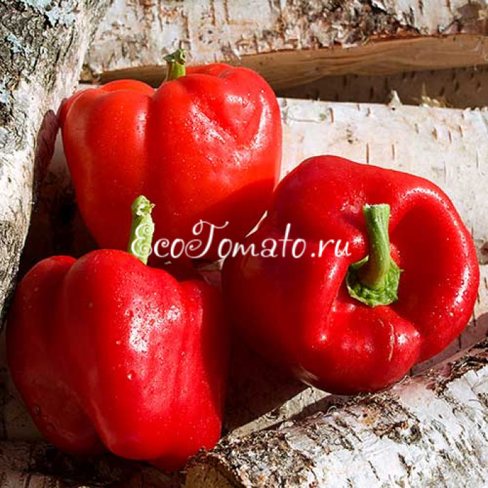 Геркулес красный