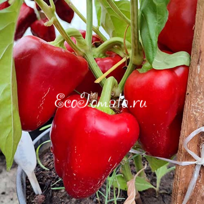 Геркулес красный