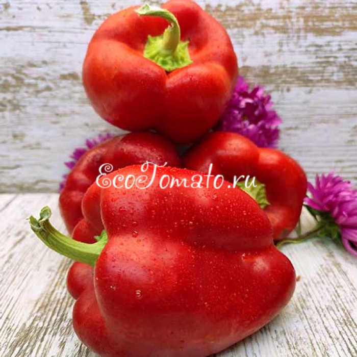 Геркулес красный