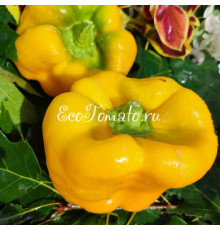 Геркулес желтый