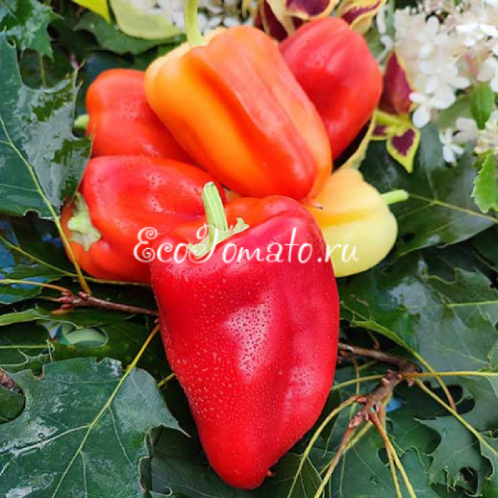 Granova (Гранова)