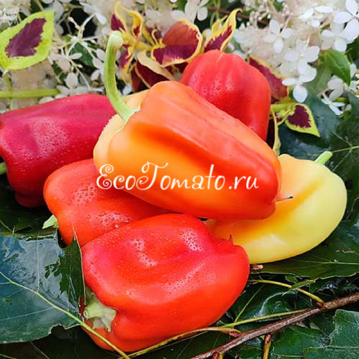 Granova (Гранова)