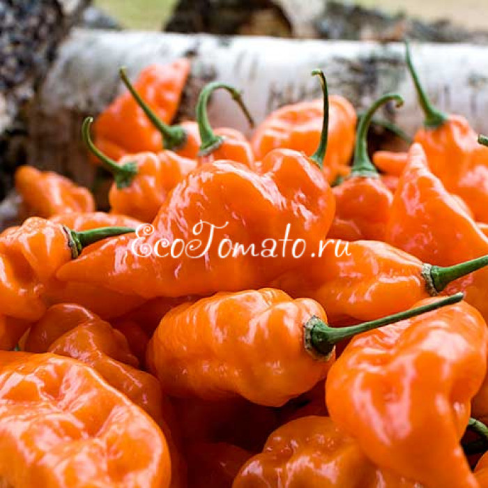 Habanada (Хабанада)