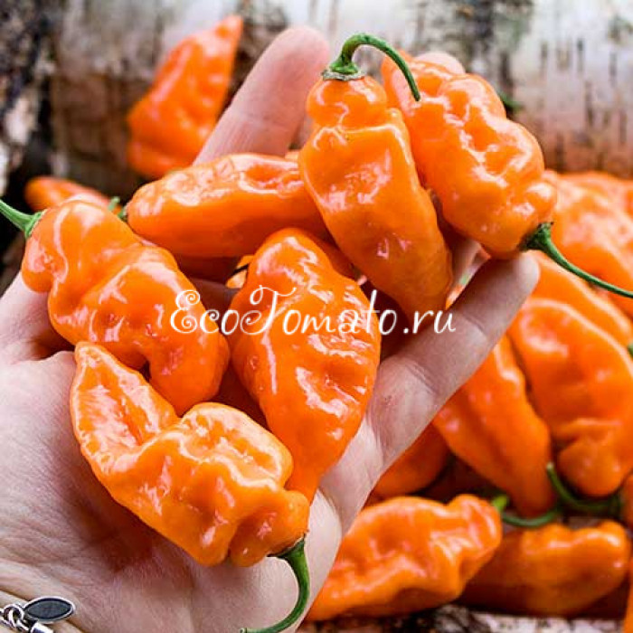 Habanada (Хабанада)