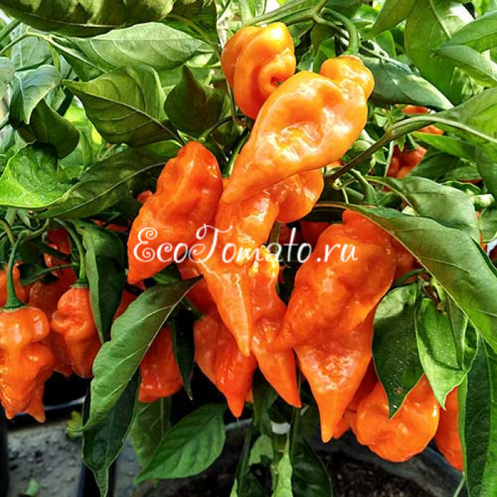 Habanada (Хабанада)