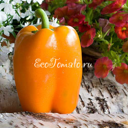 Израиль оранжевый