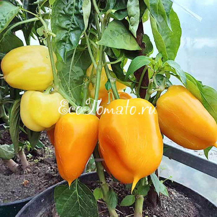 Касабланка