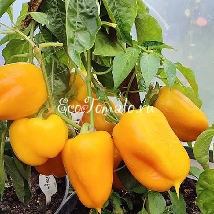 Касабланка