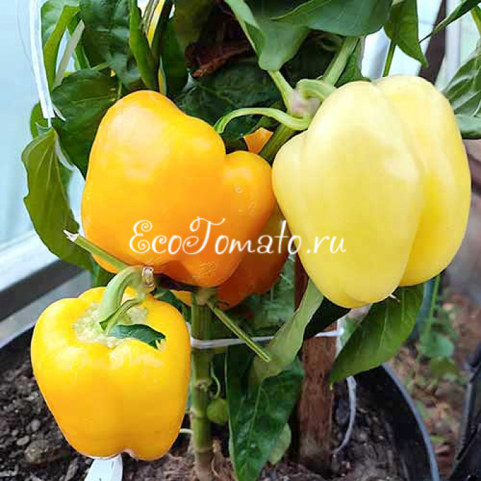 Касабланка