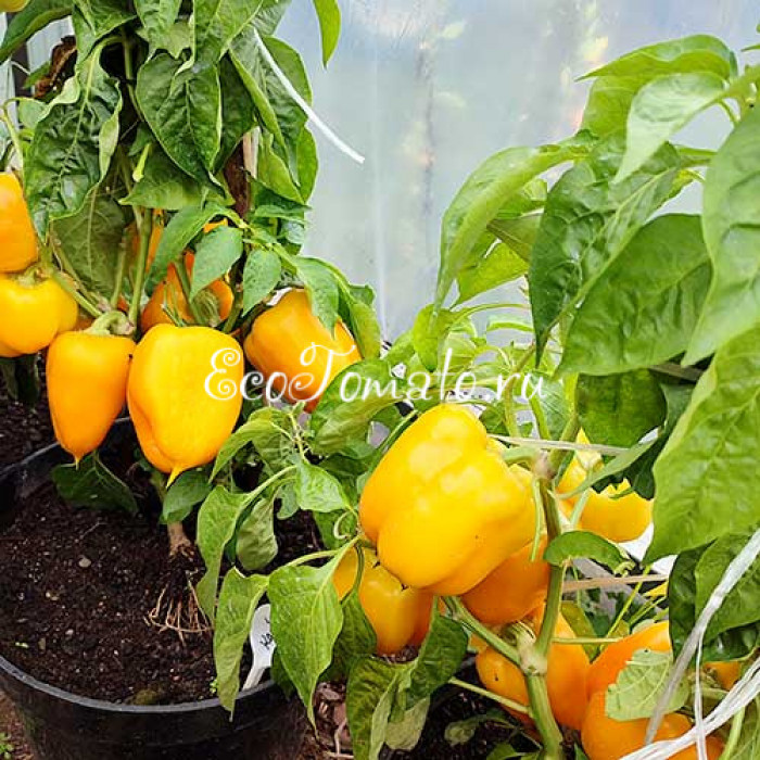 Касабланка