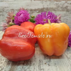 Corolla (Королла), Польша